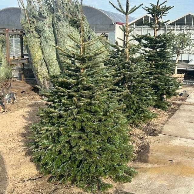 Nordmann kerstboom met kluit, kerstbomen in pot, Ophalen of Verzenden, In pot