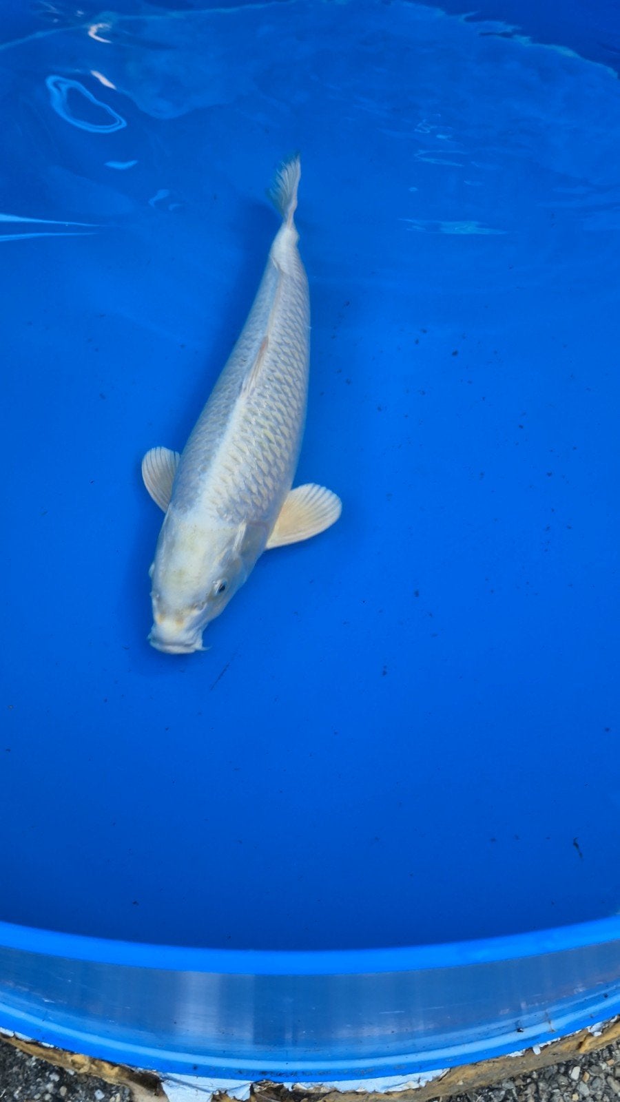 Platinum ogon, 2 jaar nisai, female, sakazume 63cm, Karper of Koi