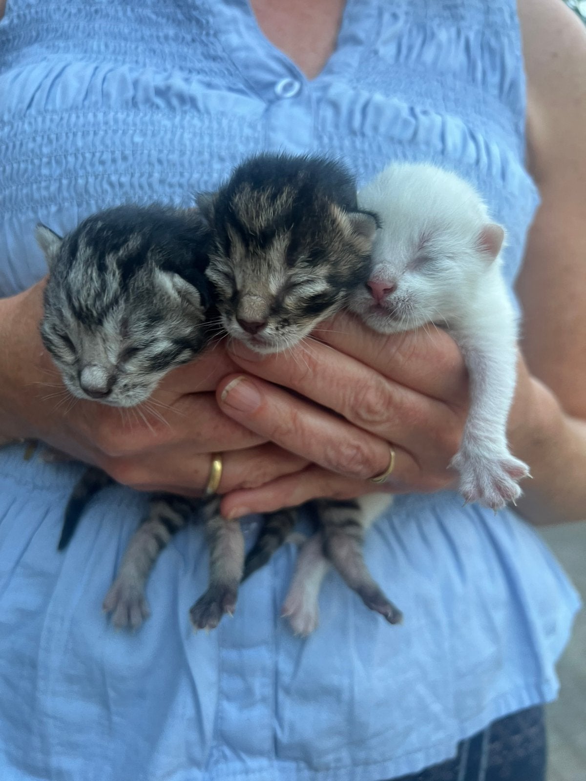 Prachtige en lieve kittens te koop, Dieren en Toebehoren, Meerdere dieren, 0 tot 2 jaar