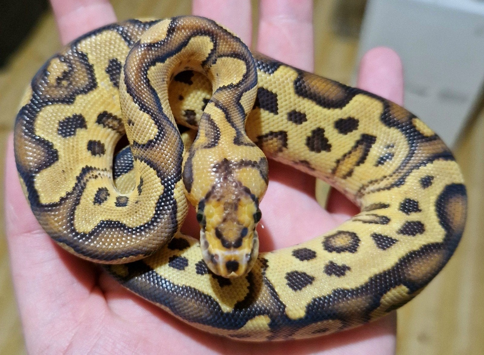 1.0 Redstripe Fire Clown (poss YB) Ball Python photo 3