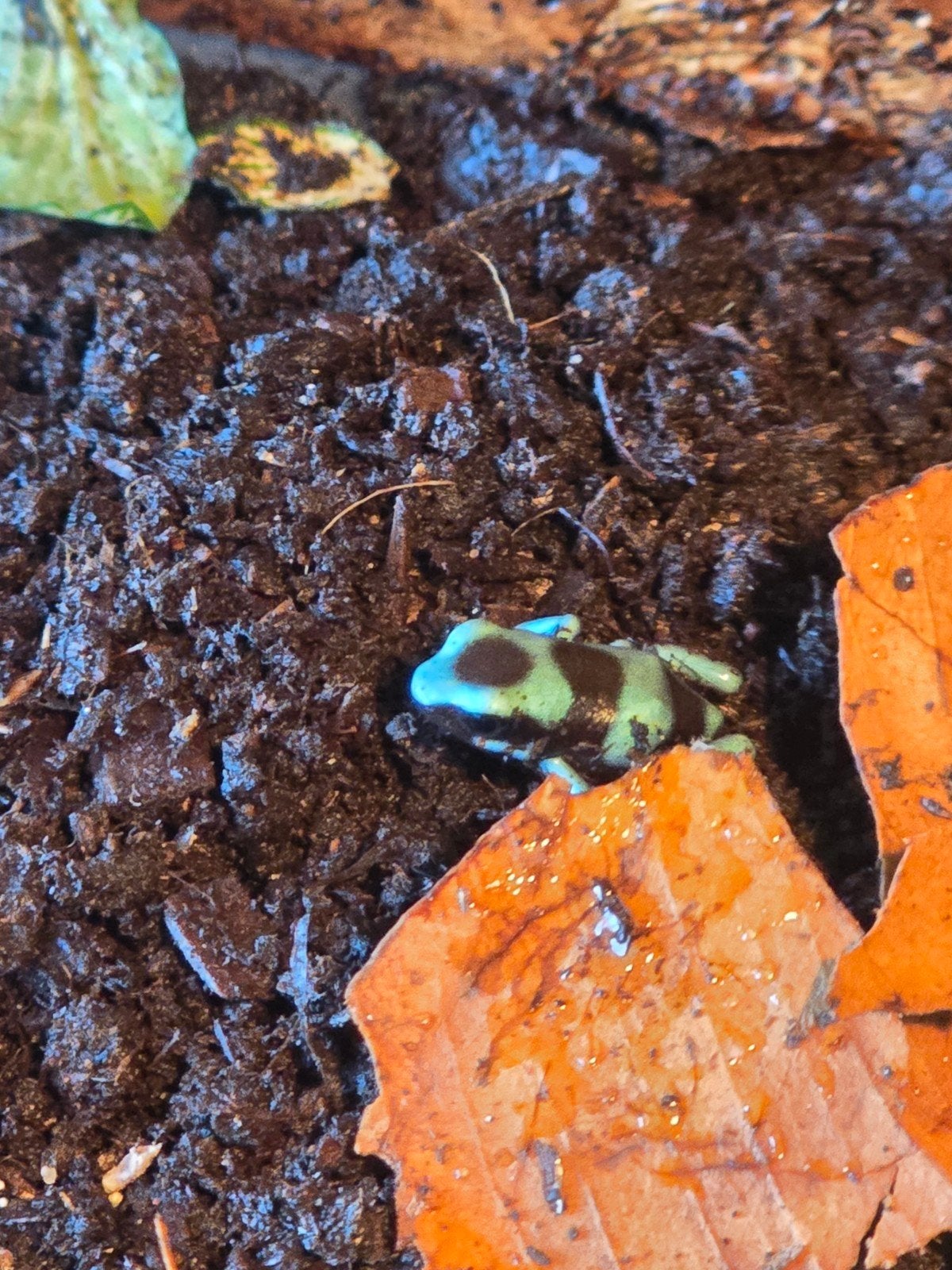 dendrobates Frog photo 3