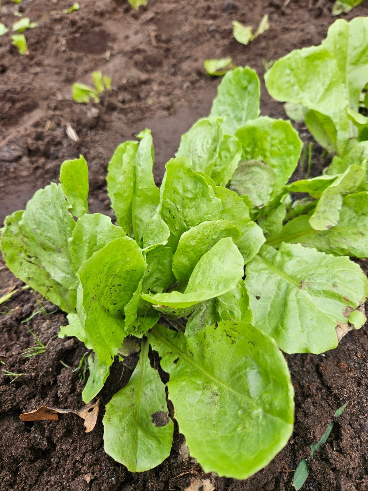 andijvie  plantjes, Tuin en Terras, Planten | Tuinplanten, Ophalen of Verzenden, Eenjarig, Groenteplanten, Volle zon