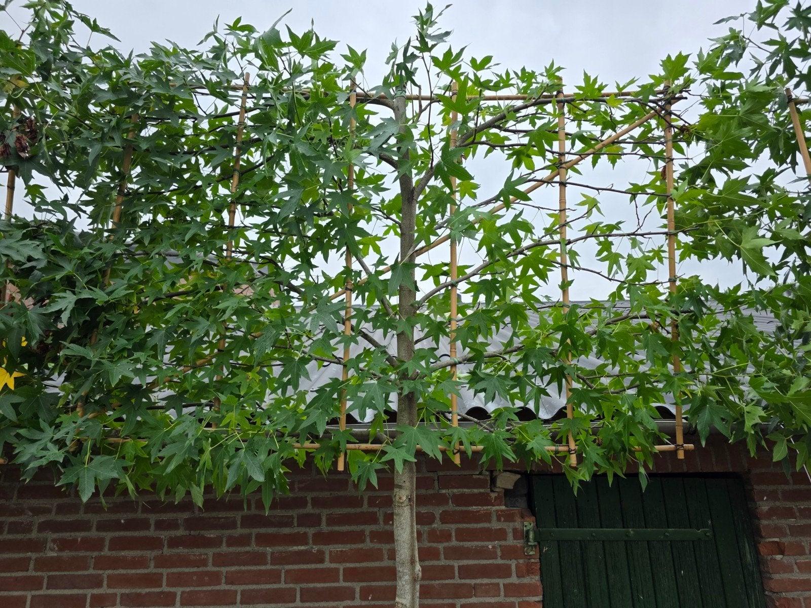 leiliquidambar mooi vol uit pot, Tuin en Terras, Volle zon, Bloeit niet, Leiboom, Ophalen of Verzenden