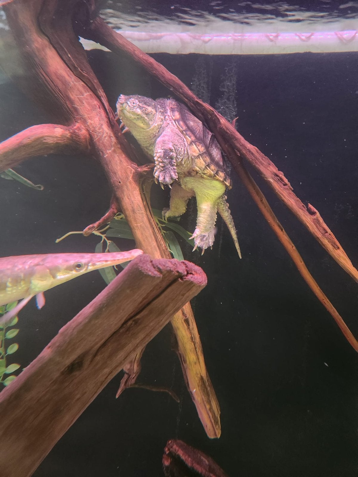 chelydra serpentina schildpad arowana cichla potamotrygon, Dieren en Toebehoren, Vissen | Aquariumvissen, Overige typen, Zoetwatervis