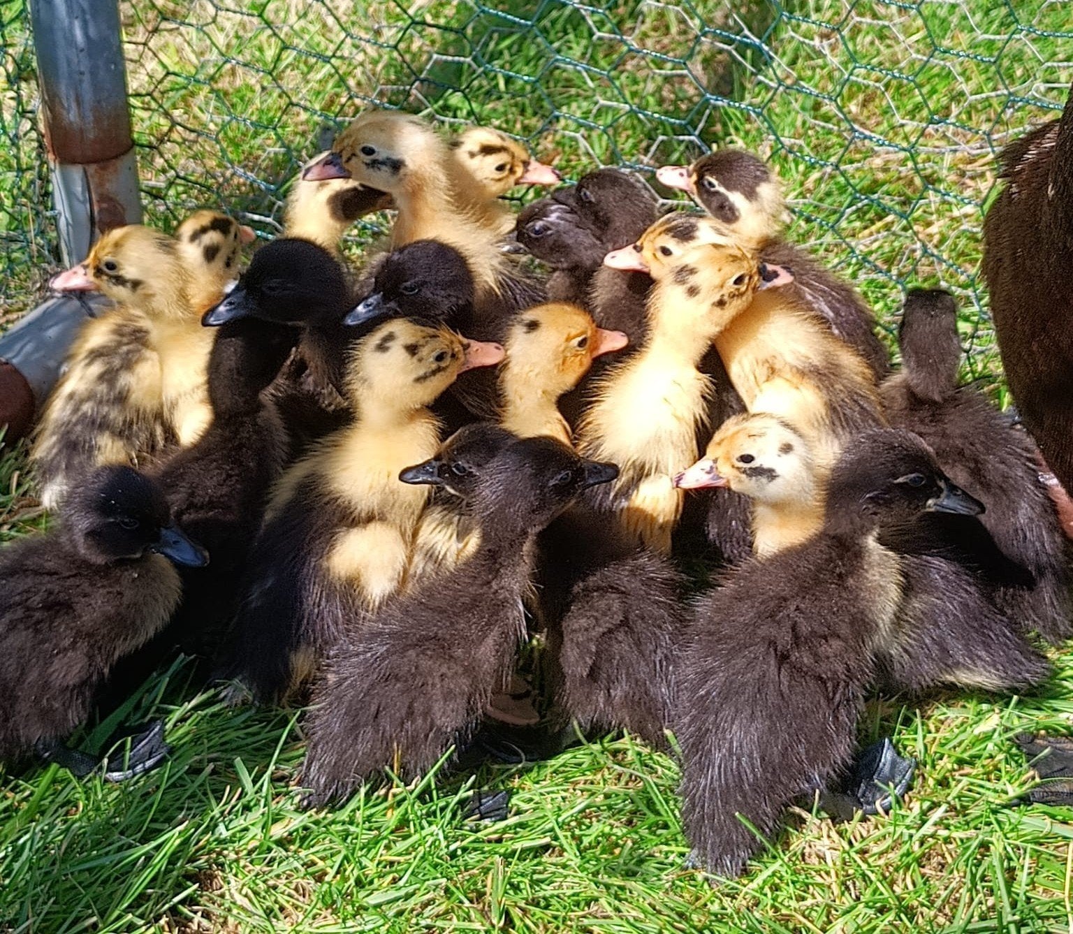 Mooie jonge zwarte Indische loopeenden!, Dieren en Toebehoren, Pluimvee, Geslacht onbekend, Eend