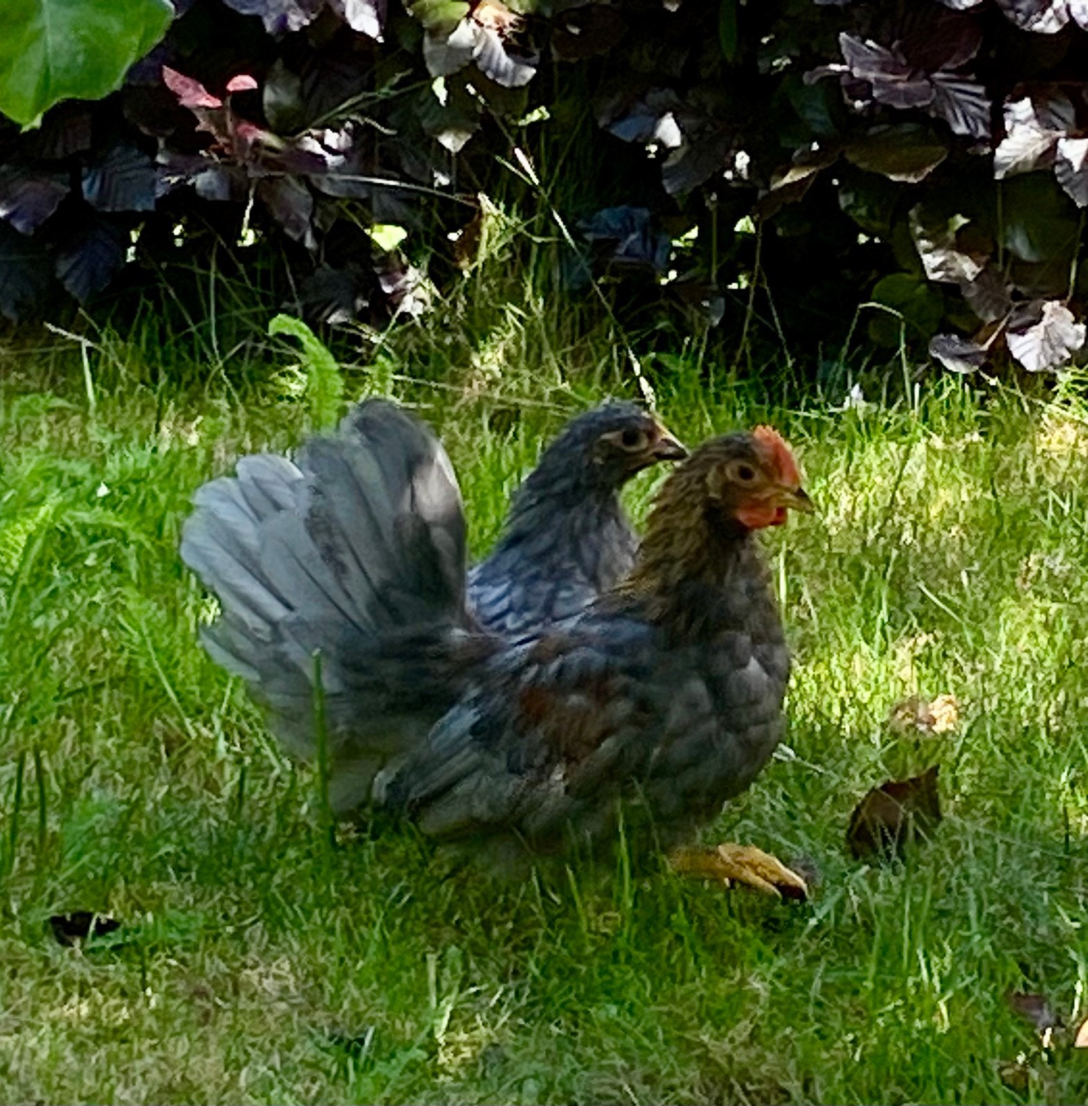 Gratis Chabo hen en haan | Mooie bruin-grijs geparelde kleur, Meerdere dieren, Kip