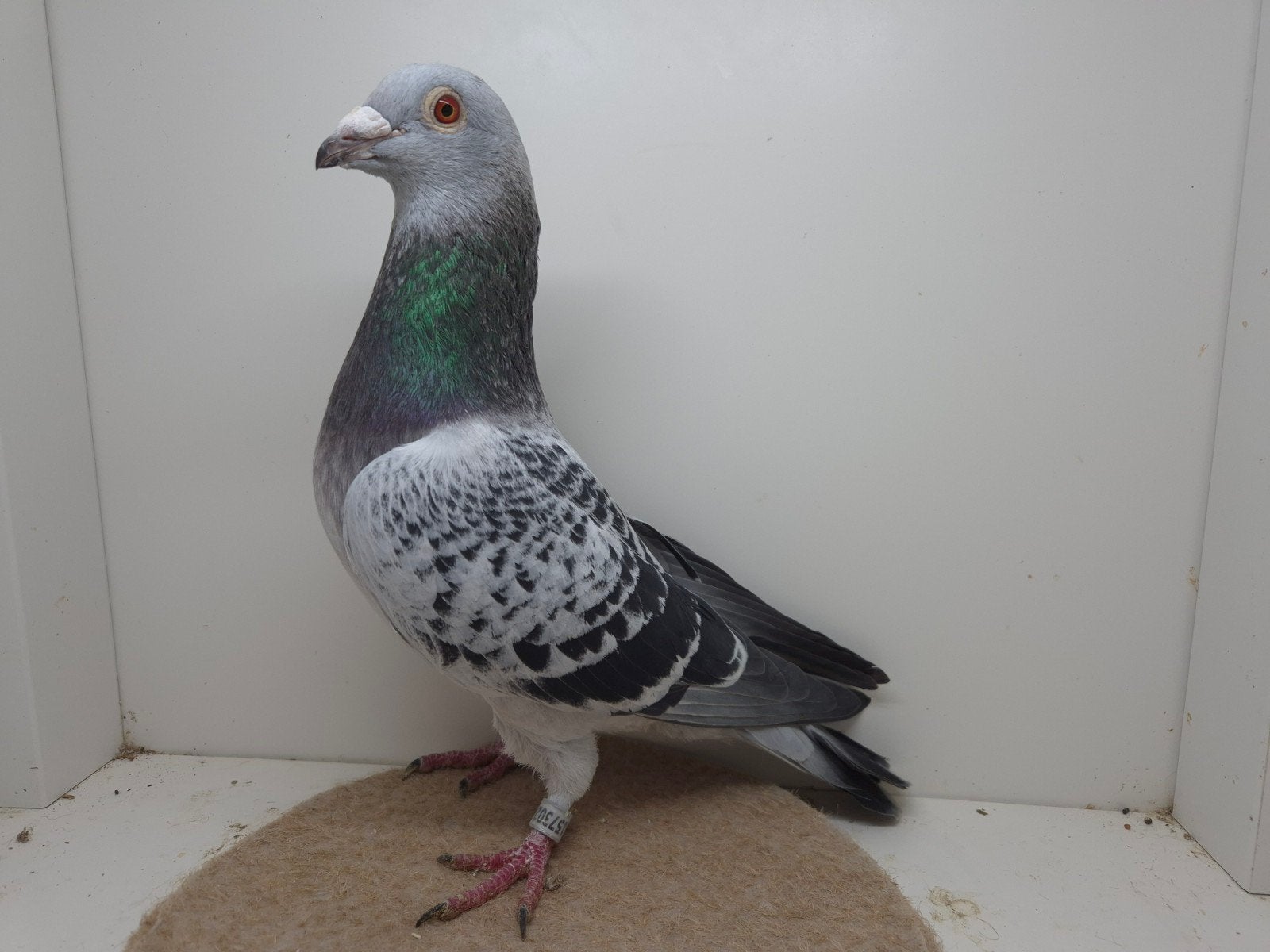 Kleurpostduif kleurpostduiven, Dieren en Toebehoren, Mannelijk, Postduif