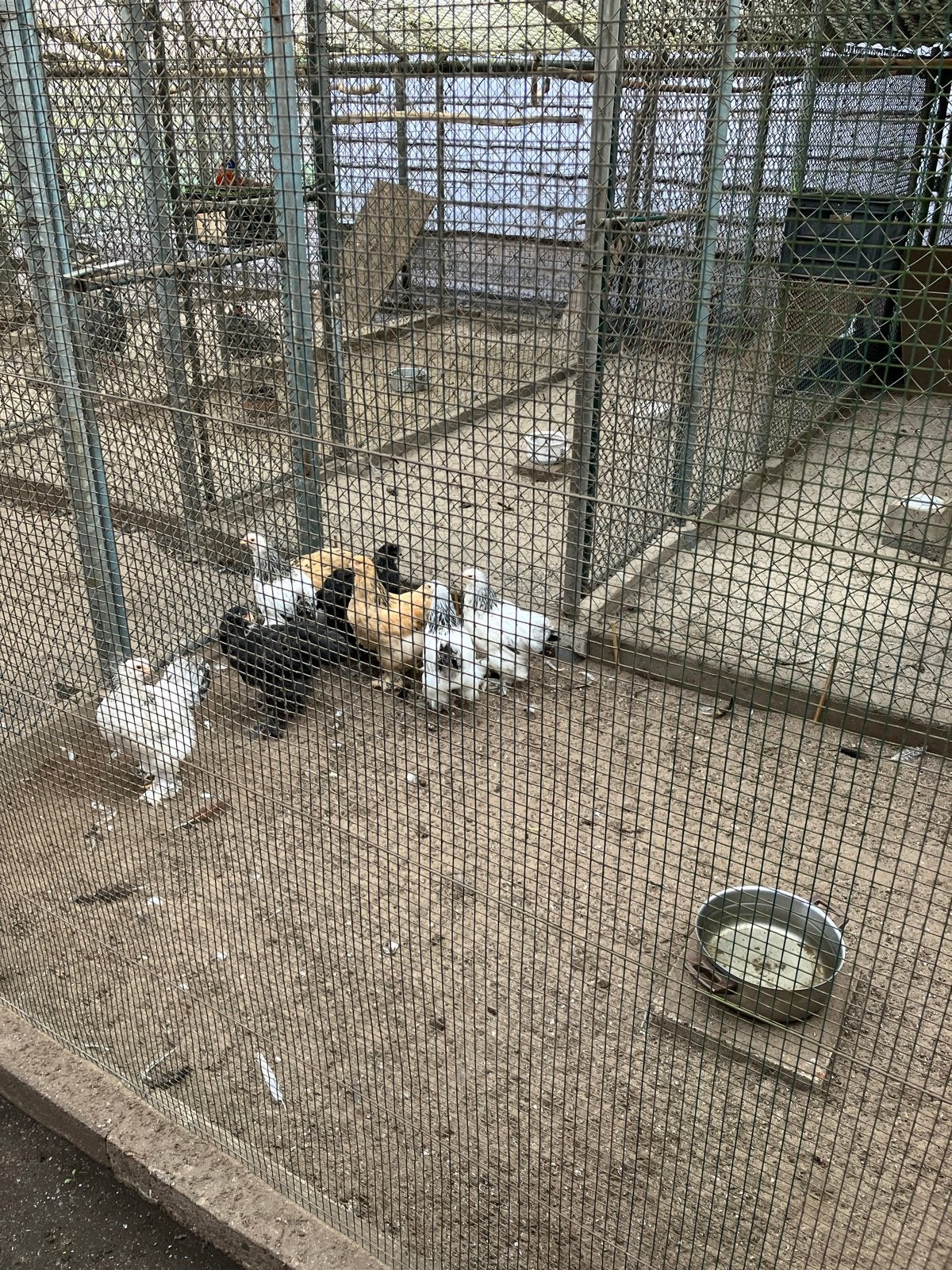 Brahma kippen, Dieren en Toebehoren, Pluimvee, Meerdere dieren, Kip