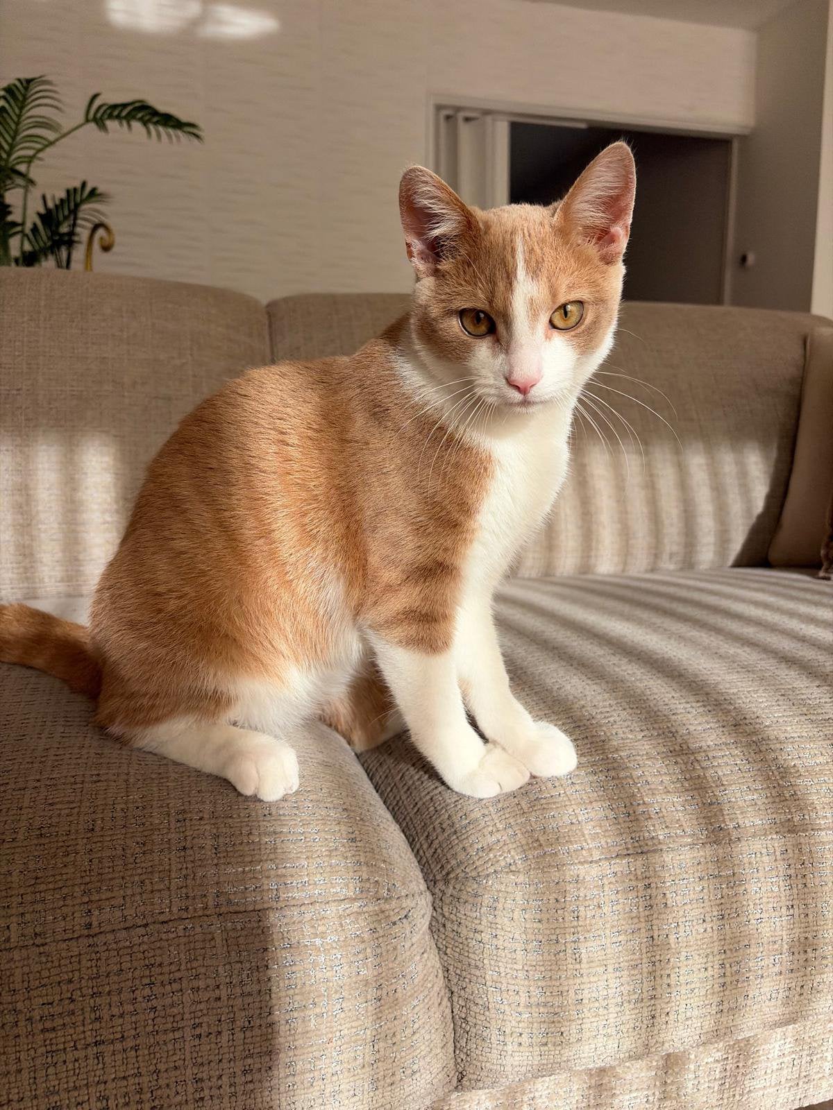 Kitten (kater), Dieren en Toebehoren, Poes, 0 tot 2 jaar