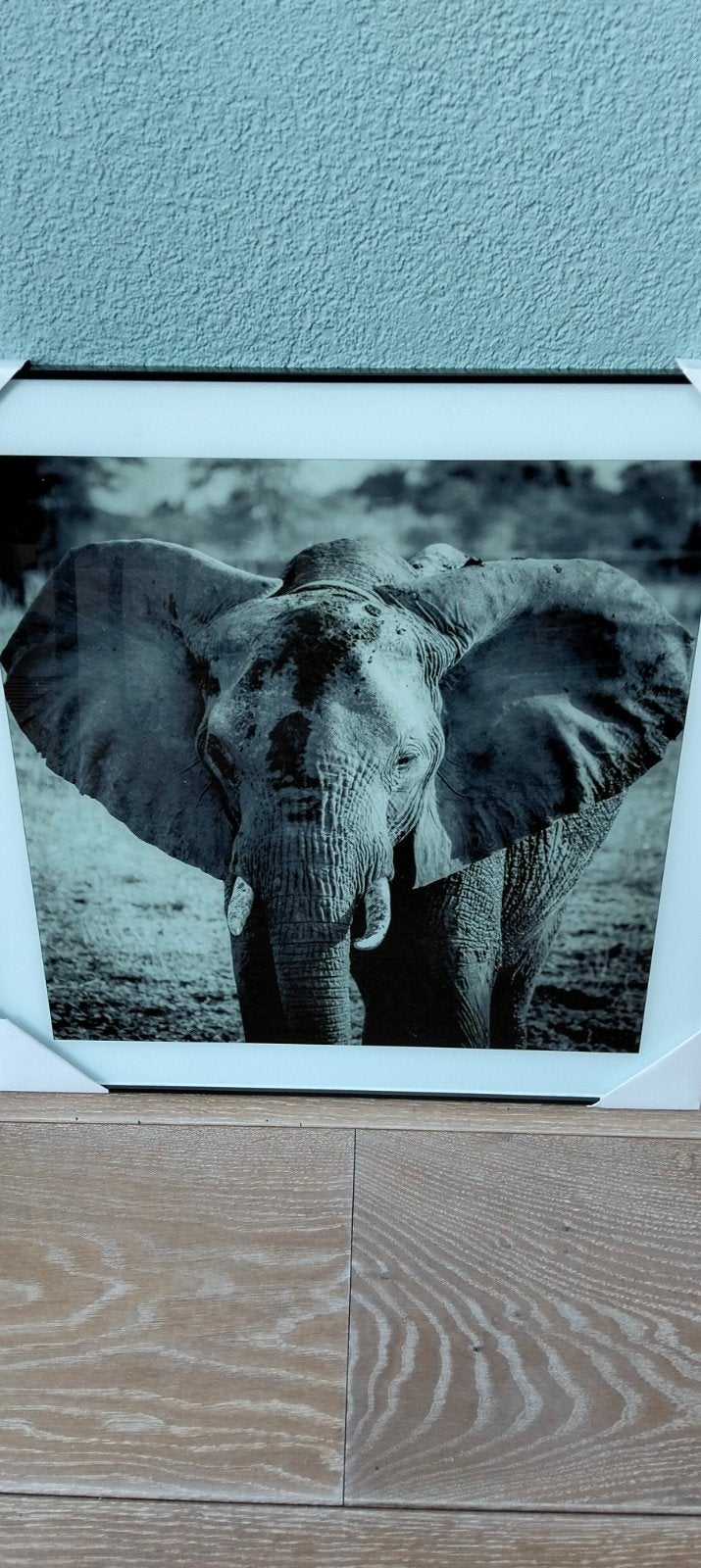 2 Foto's Leeuw en Olifant in gelijst - Nieuw in verpakking 5, Ophalen of Verzenden, Nieuw, Minder dan 50 cm