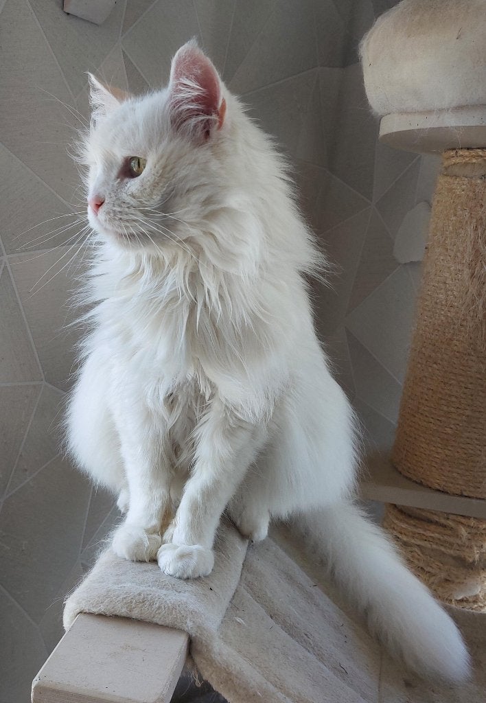 Maine coon poes, Dieren en Toebehoren, Poes, Gechipt, 6 jaar of ouder
