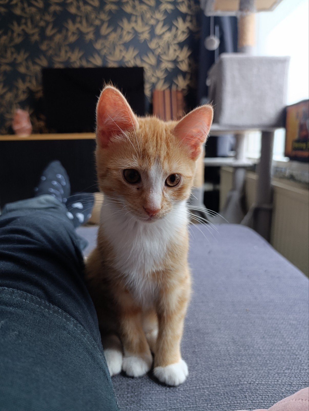 Kittens te koop, Dieren en Toebehoren, Meerdere dieren, Kortharig, 0 tot 2 jaar