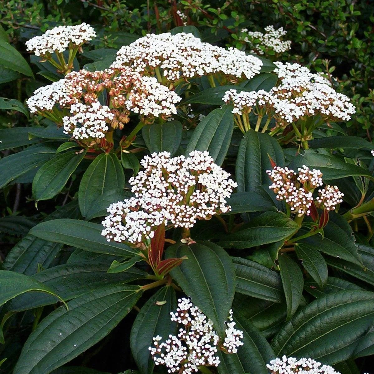 Viburnum Davidii - Sneeuwbal, Vaste plant, Halfschaduw, Zomer, Ophalen