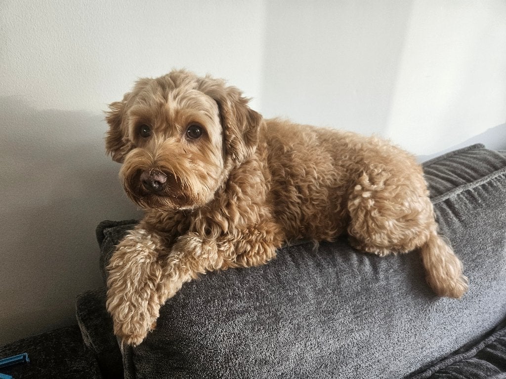 10 juli Havapoo pups op komst !, 8 tot 15 weken, Geslacht onbekend, Parvo, Meerdere