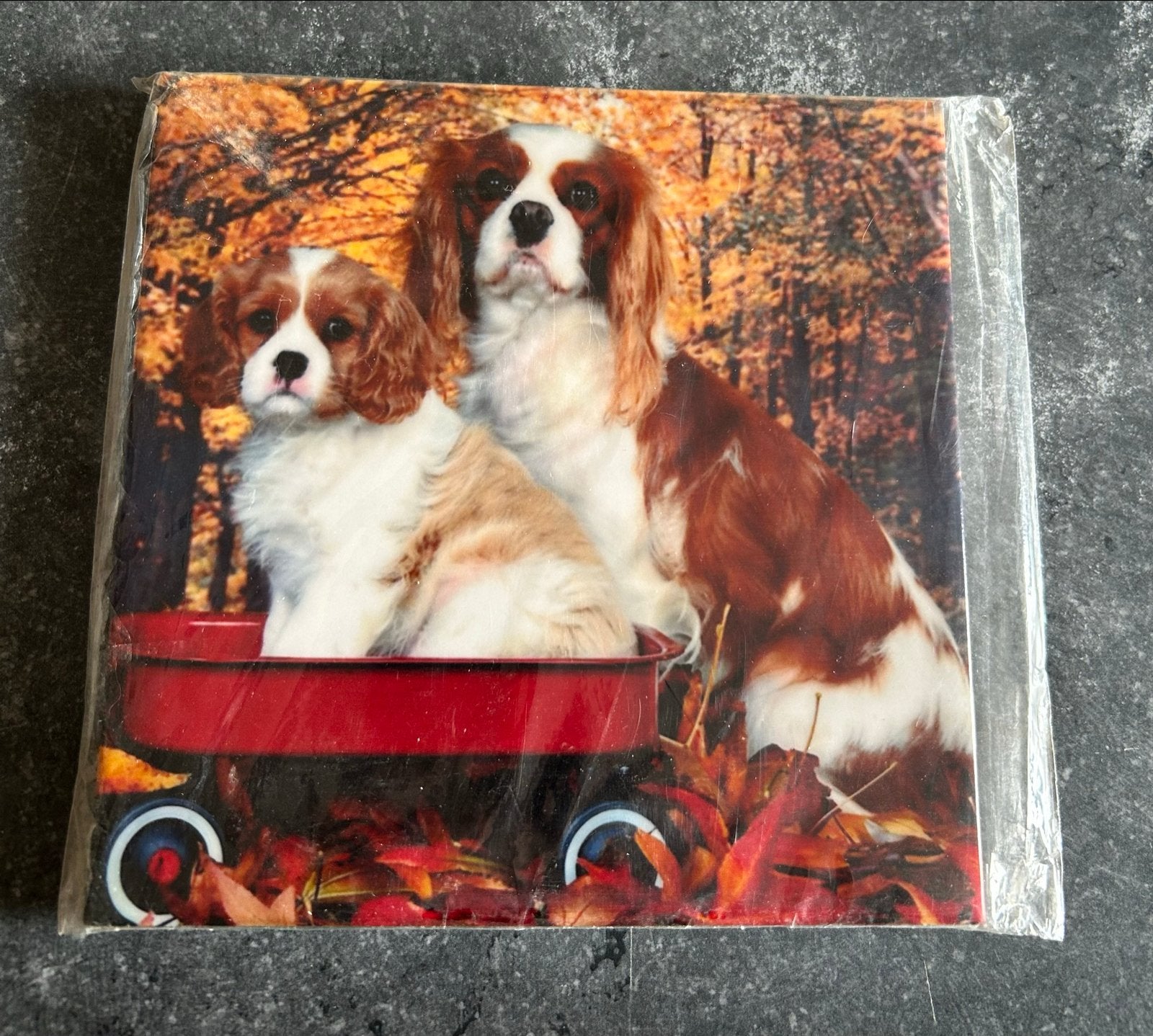 Foto tegel met honden en standaard, Ophalen of Verzenden, Nieuw, Overige materialen, Minder dan 50 cm