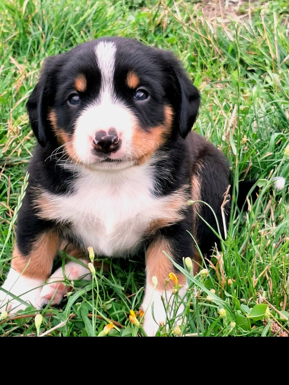 Entlebucher Sennenhond 5 pups, Overige rassen, 8 tot 15 weken, Parvo, Meerdere