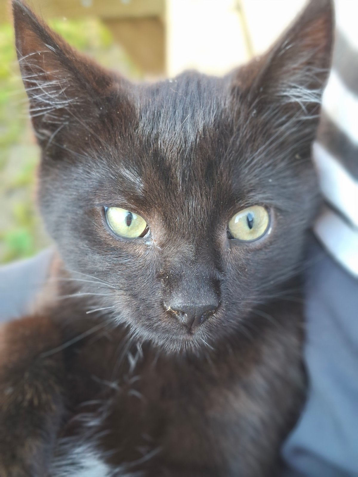 Lieve boerderij kitten, Dieren en Toebehoren, Kater