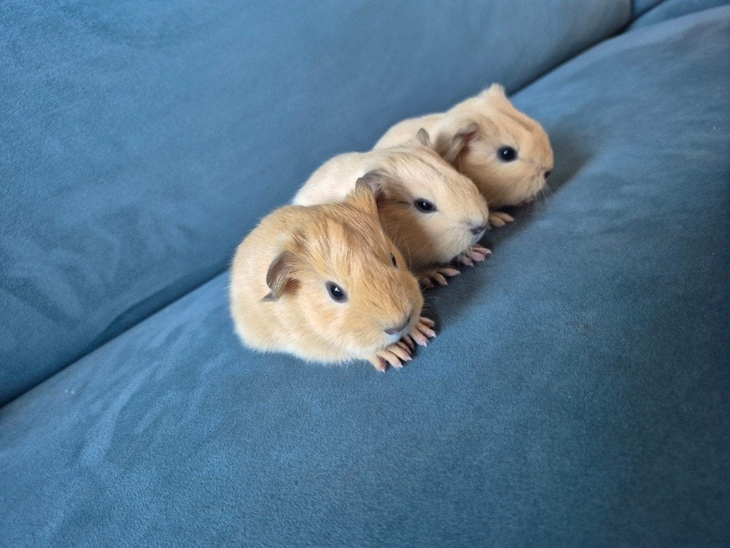 Mooie crème cavia's, Dieren en Toebehoren, Cavia, Augustus, Mannelijk, Tam