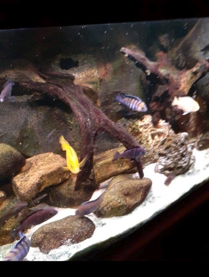 Compleet Juwel aquarium 1.20m breed, Ophalen, Gebruikt, Gevuld zoetwateraquarium, Inclusief vissen