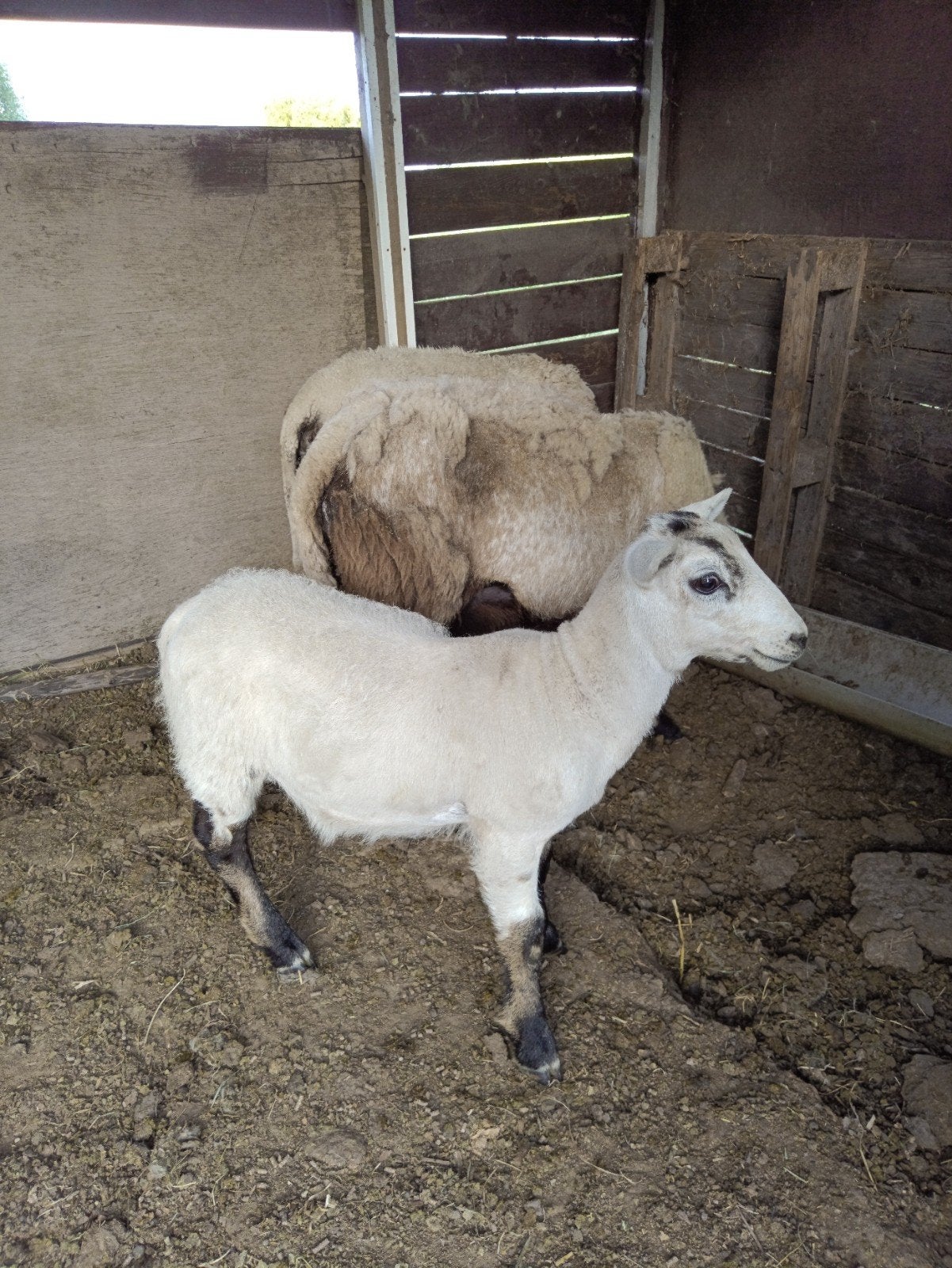 Maasduinenschapen te koop, Meerdere dieren, Schaap