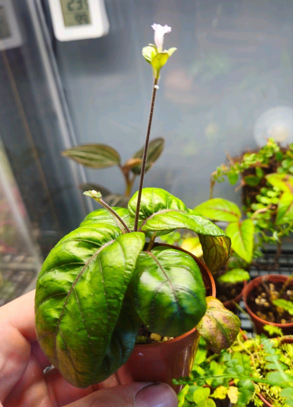 Hemigraphis Reptans, Dieren en Toebehoren, Ophalen of Verzenden, Nieuw, Tak, Plant, Rots of Steen