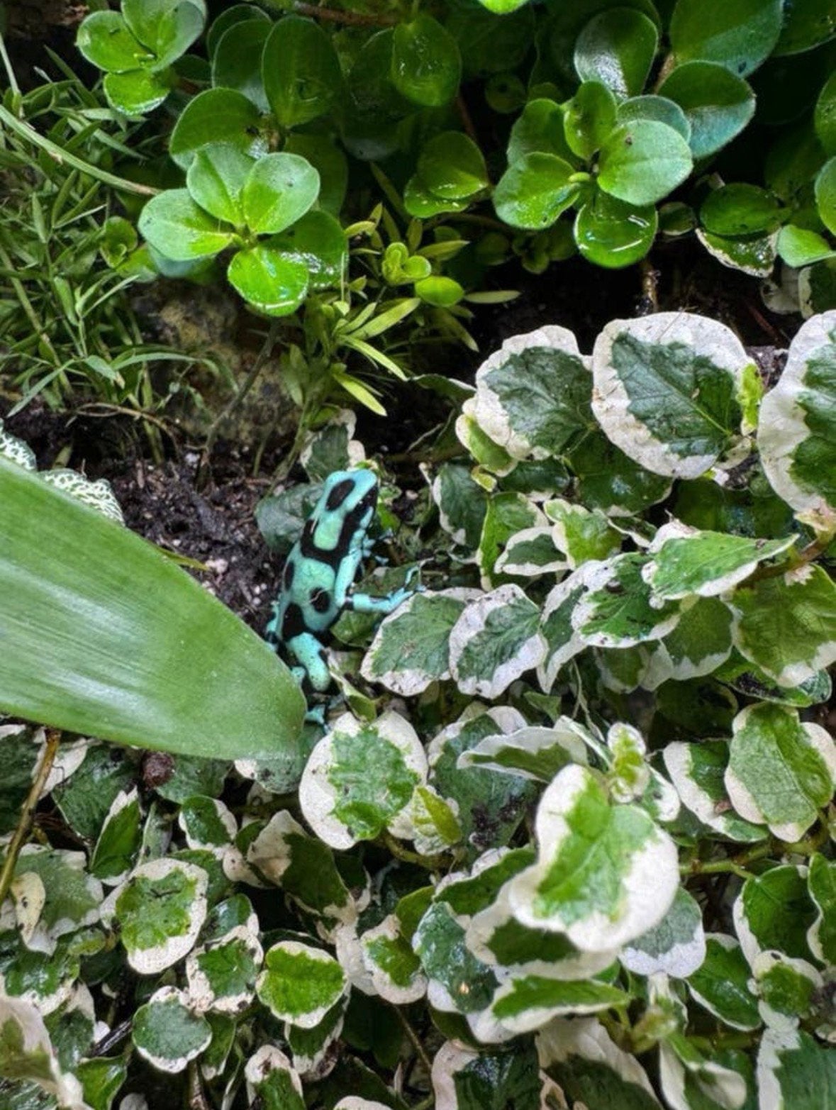 Dendrobates auratus (Costa Rica en Blue&Bronze) €45 per stuk Frog photo 2