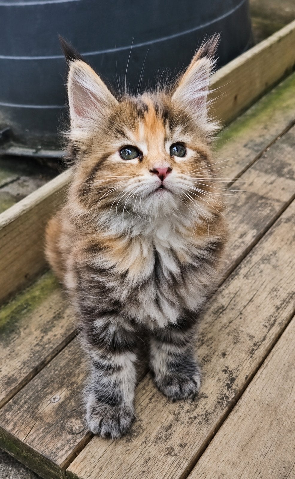 Russische Maine Coon kittens, Dieren en Toebehoren, Meerdere dieren, Ontwormd