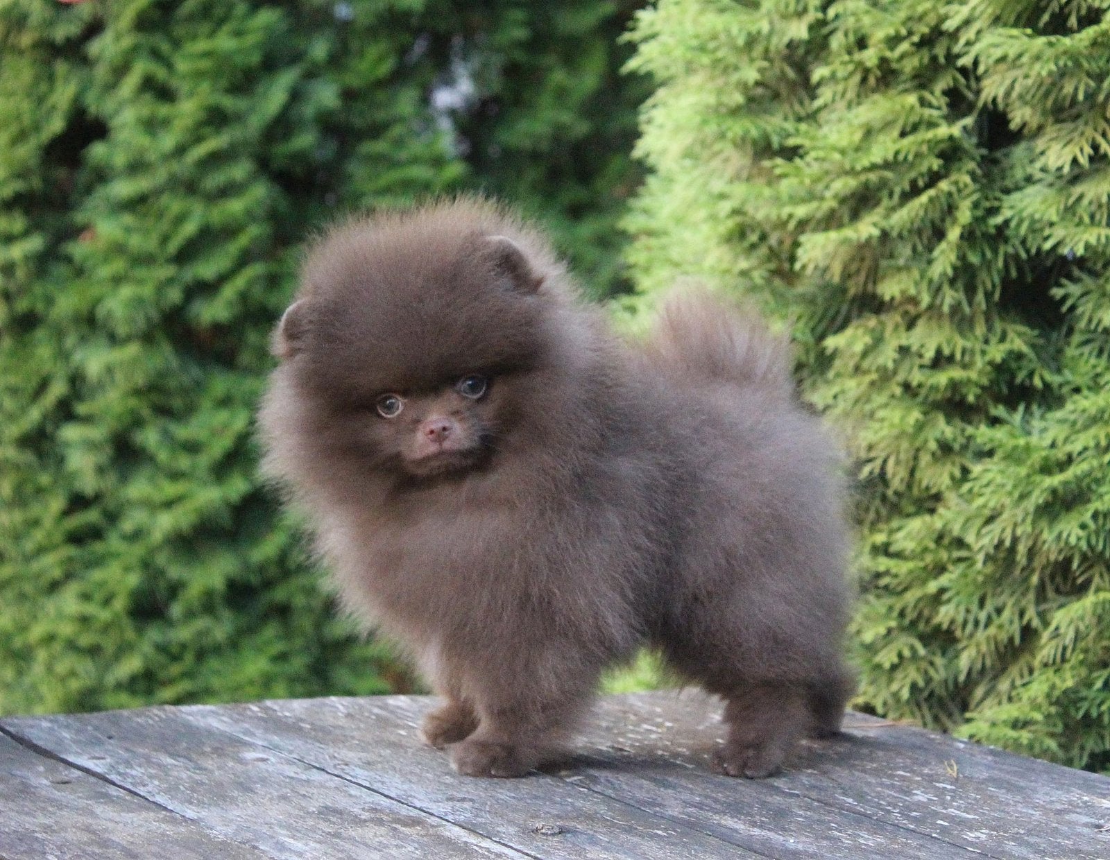 Choco pomeranian reu met stamboom 08-06-2026 pomeriaan, Keeshond, 15 weken tot 1 jaar, Reu, Buitenland