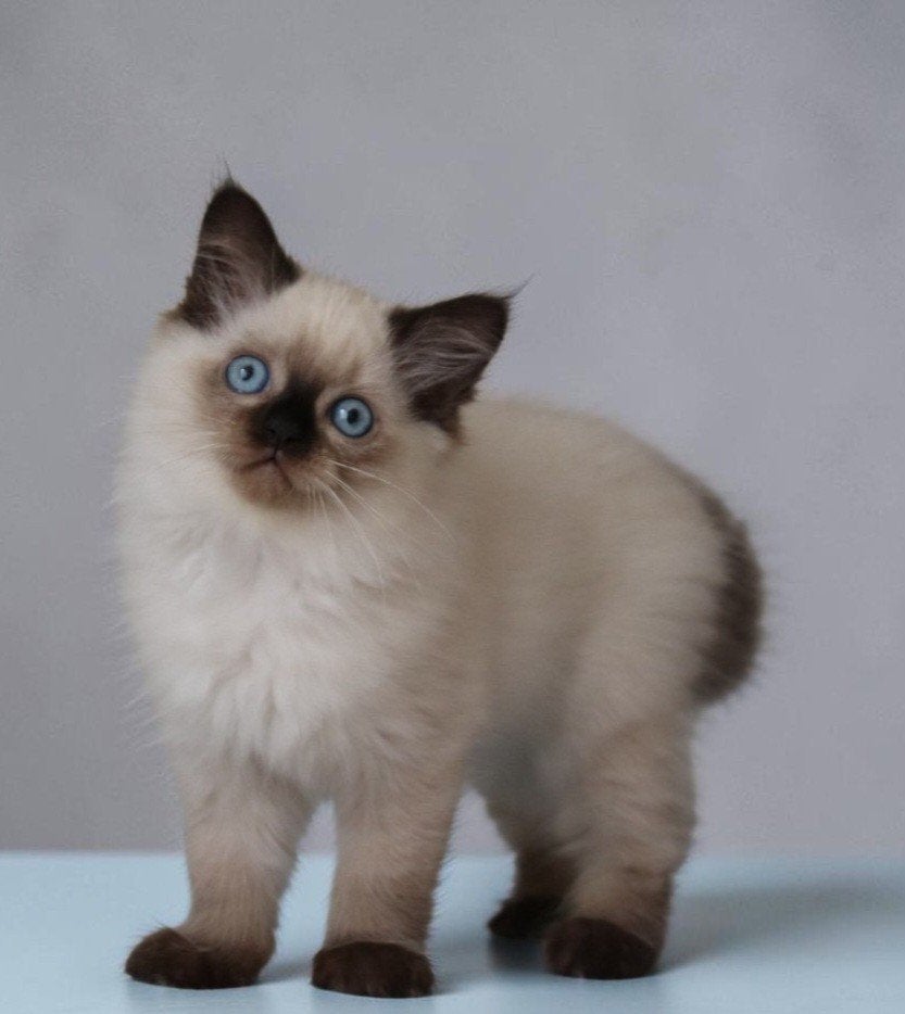 Super mooie lieve Ragdoll x Britse korthaar kittens, Meerdere dieren, Ontwormd, 0 tot 2 jaar