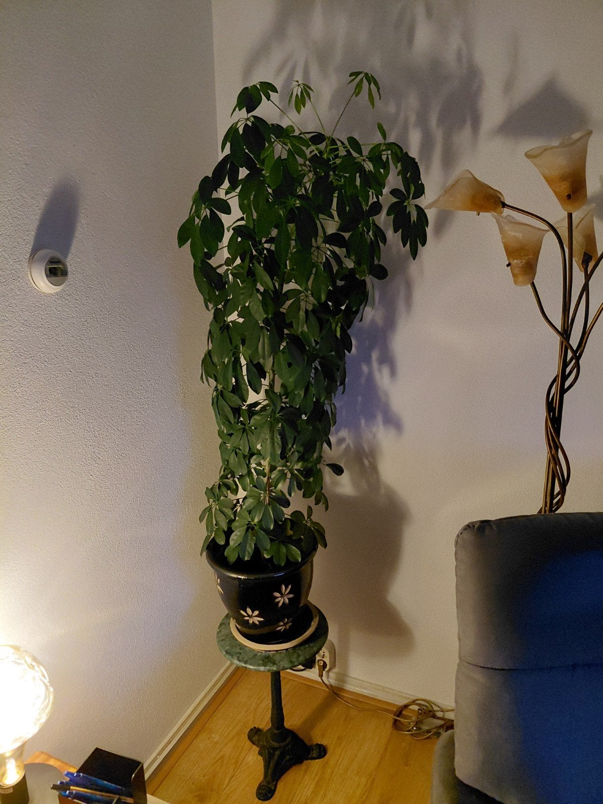 grote vingerplant, Ophalen