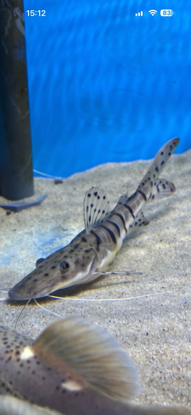 Tiger Shuffelnose, Vis