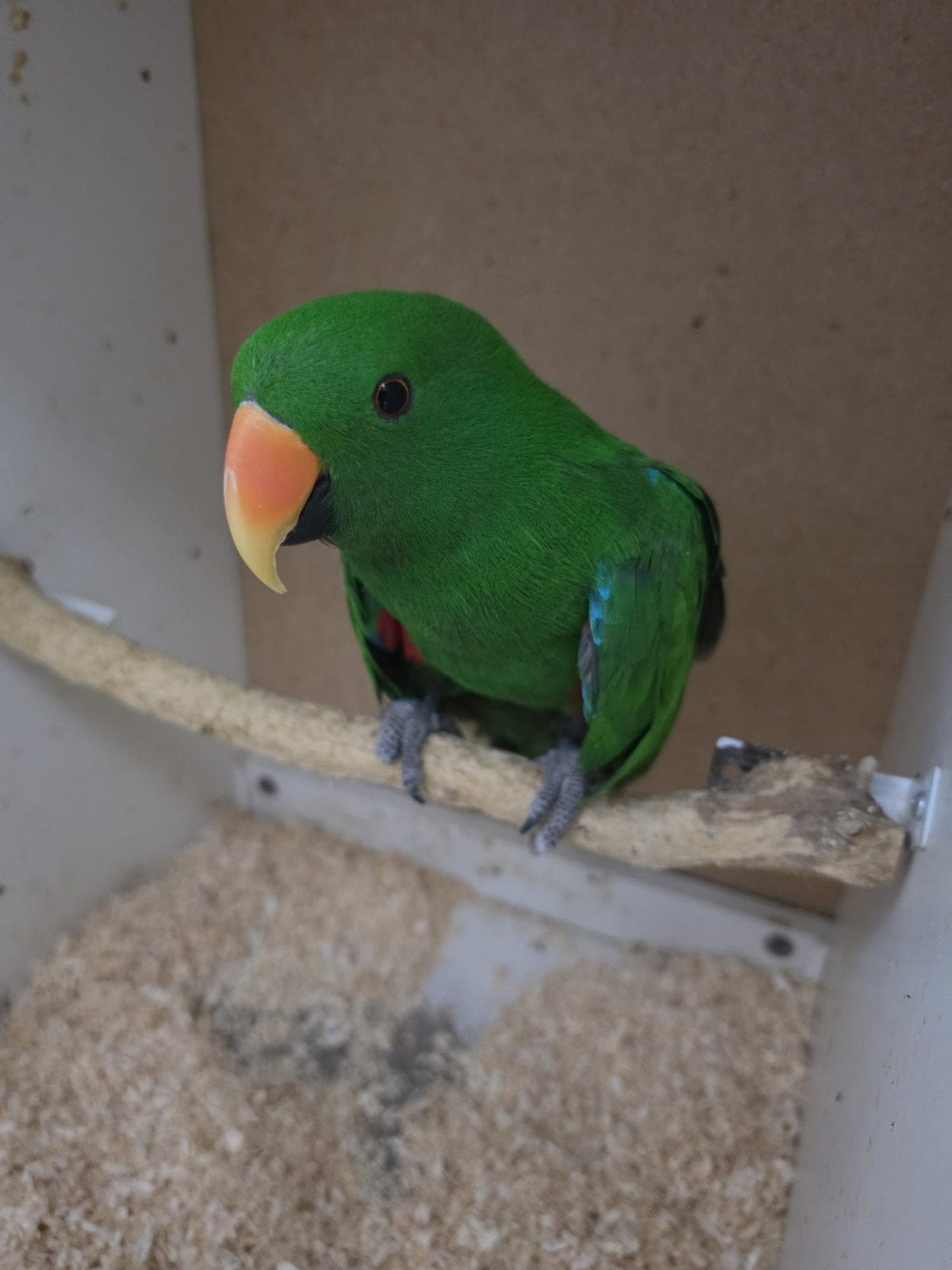 edel papagaai man 2026, Dieren en Toebehoren, Mannelijk, Papegaai