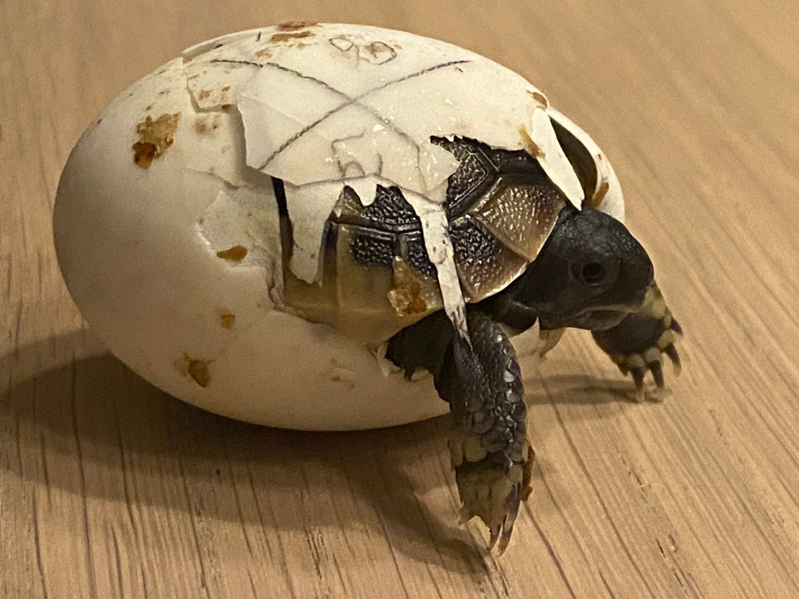 Prachtige, gezonde Griekse Landschildpadden. Nakweek 2026 Tortoise photo 10