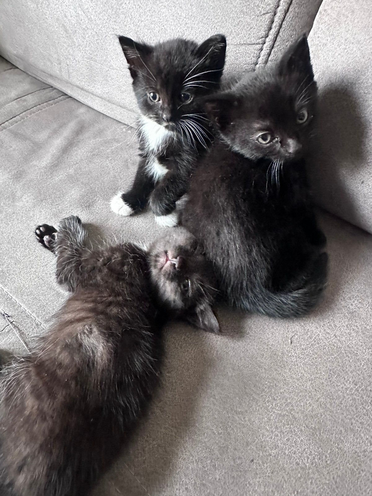 Kittens, Meerdere dieren, 0 tot 2 jaar