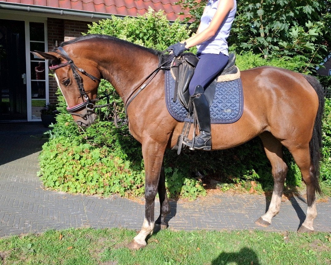 Brave 8jr allrounder 1,62m( recreatie, manege, buitenritten), Merrie, 7 tot 10 jaar, 160 tot 165 cm, Recreatiepaard