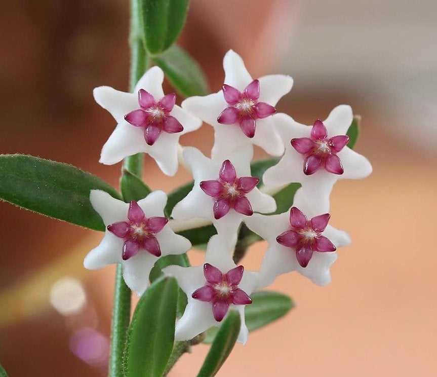 Verse stekken Hoya engleriana, zie beschrijving voor prijzen, Verzenden, Halfschaduw, Minder dan 100 cm