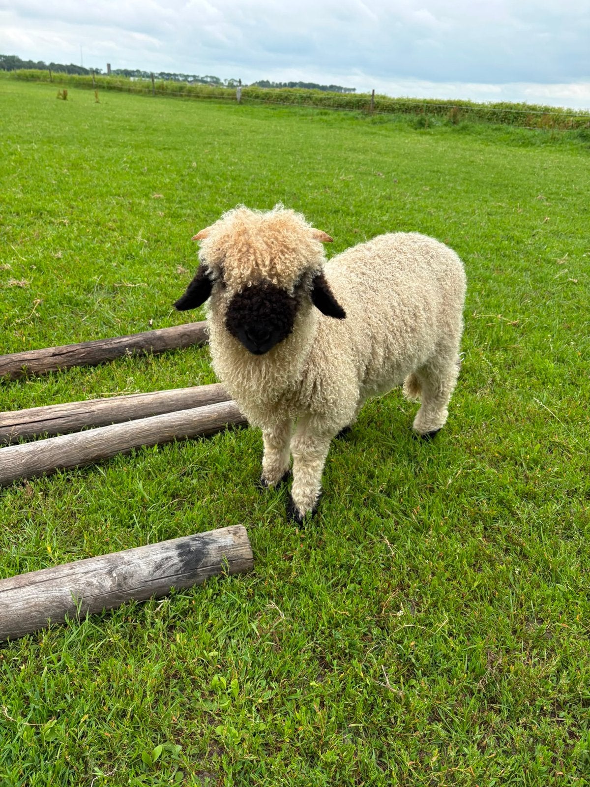 Walliser Schwarznase ooi en ram lam, Meerdere dieren, Schaap