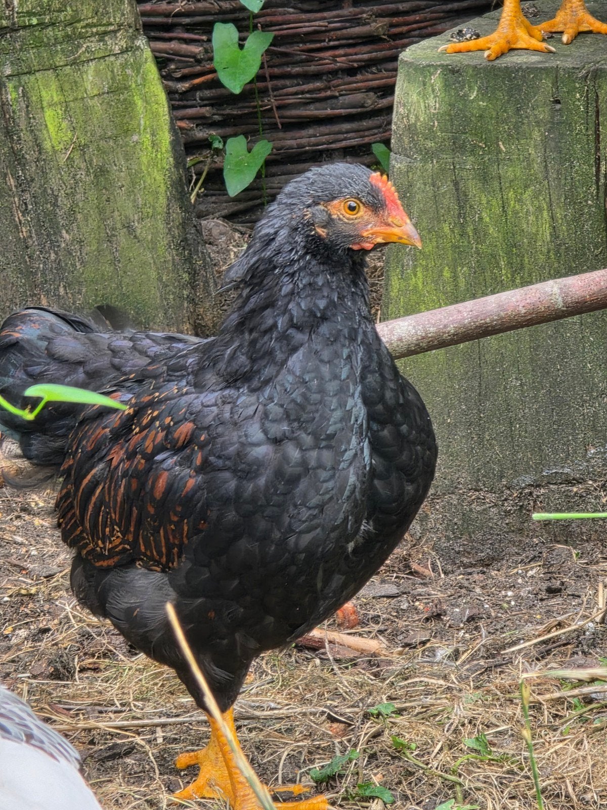 jonge goud gezoomde barnevelder hanen, Dieren en Toebehoren, Pluimvee, Mannelijk, Kip