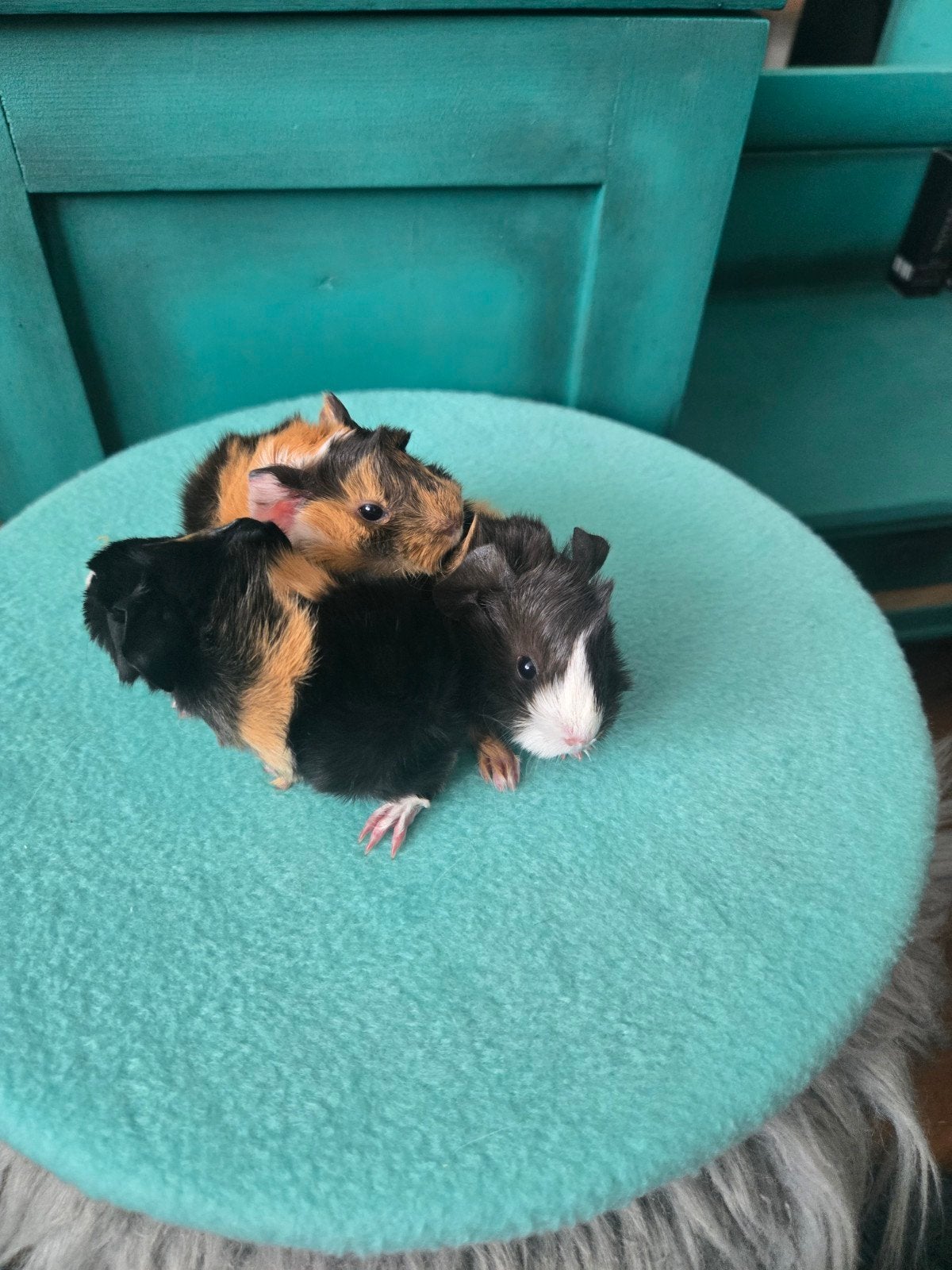 Peruvian cavia's te koop!, Cavia, Juni, Meerdere dieren, Tam