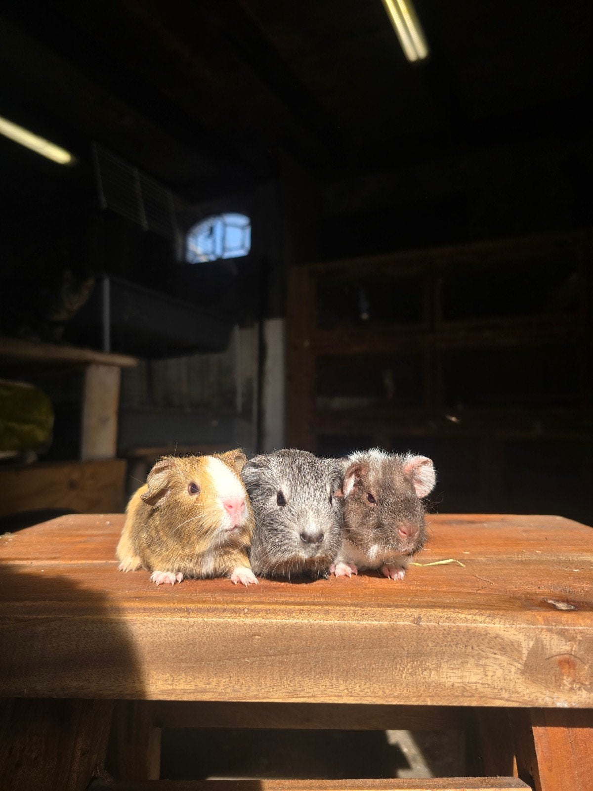 3 cavia broertjes, Cavia, Mannelijk, Tam, September