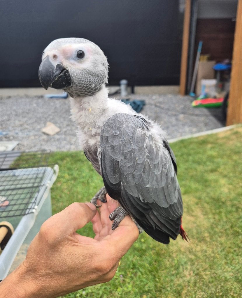 Grijze roodstaartpapegaaien te koop, Meerdere dieren, Parkiet, Tam