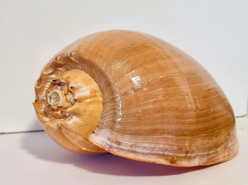 Grote Meloen Schelp /Meloen Schell op standaard., Ophalen of Verzenden, Schelp(en)