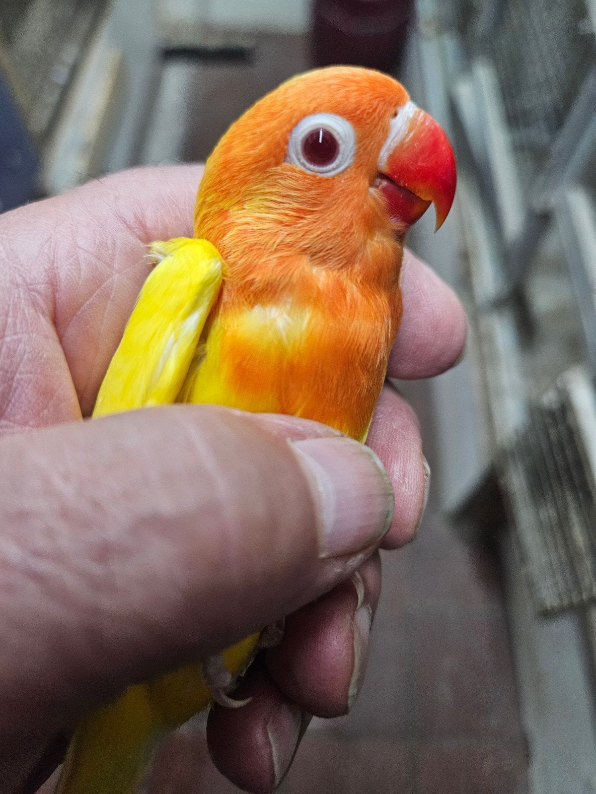 mooie lutino fisheri  8 weken oud, Dieren en Toebehoren, Geslacht onbekend, Dwergpapegaai of Agapornis, Tam