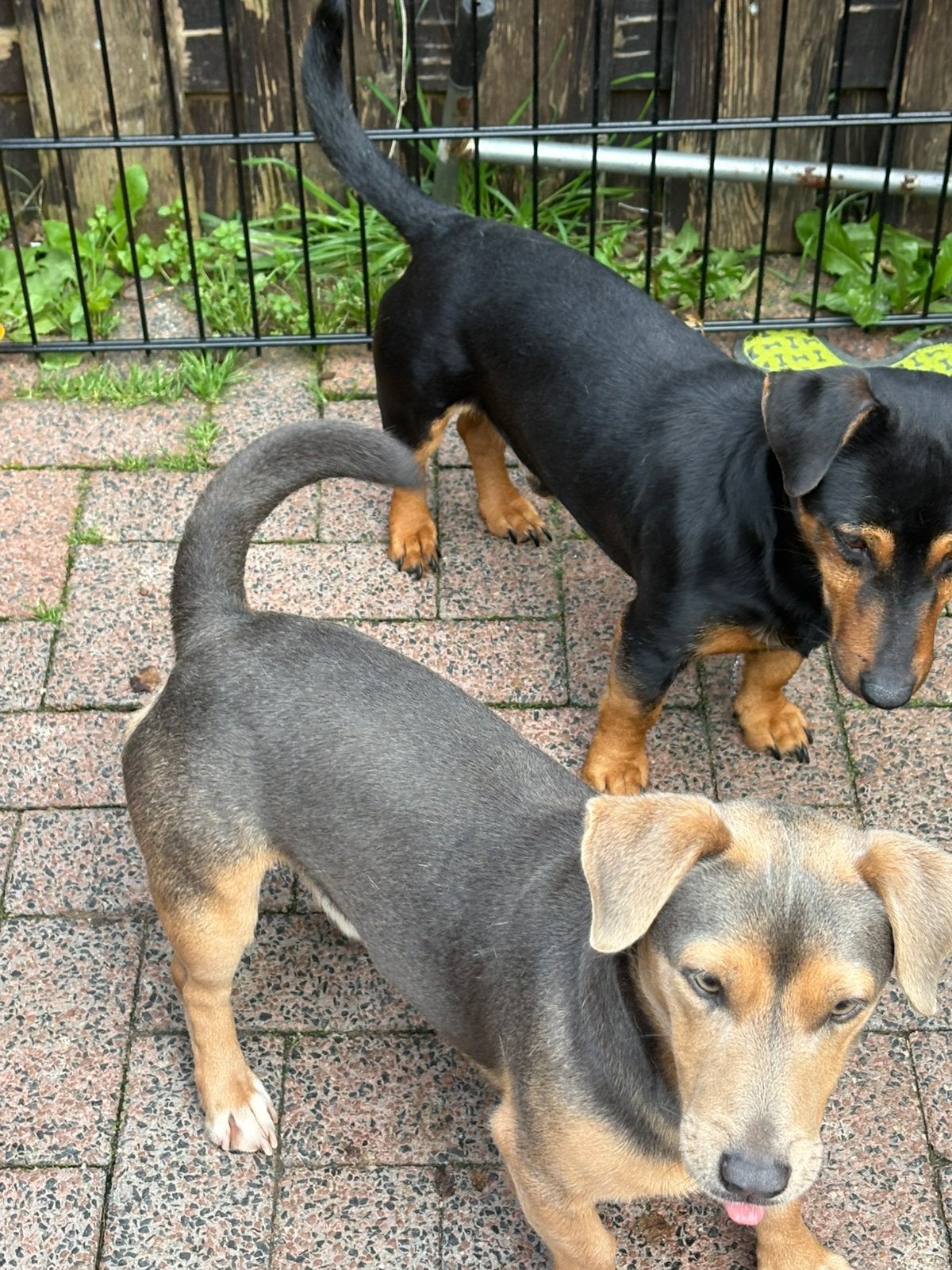 2 Jack Russels (reutjes), Dieren en Toebehoren, Jack Russell Terriër, Reu, Meerdere, CDV (hondenziekte)
