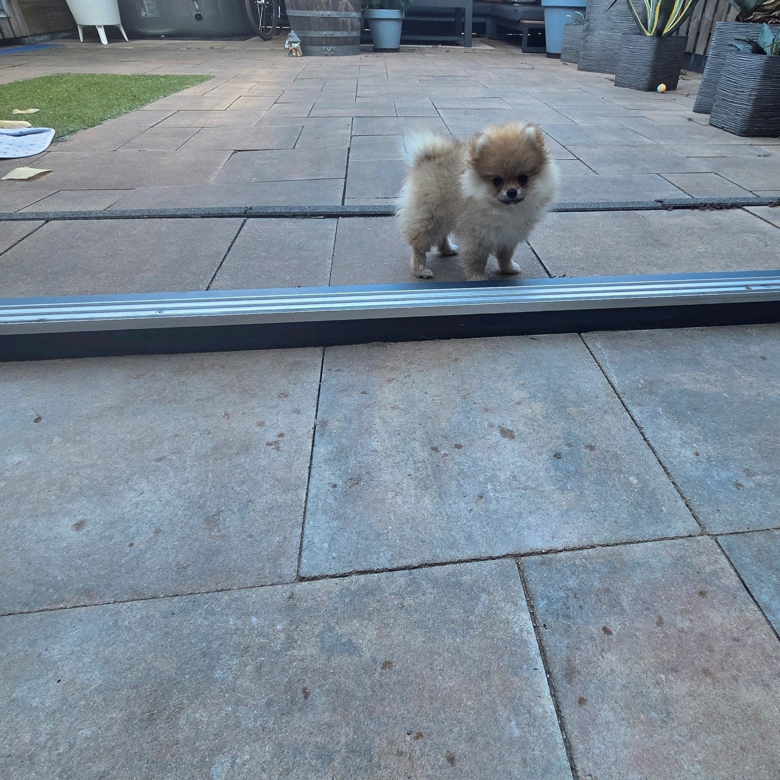 Pomeriaan | pomeranian | dwergkees pup bearface teefje mini, Fokker | Hobbymatig, Keeshond, 15 weken tot 1 jaar, Buitenland