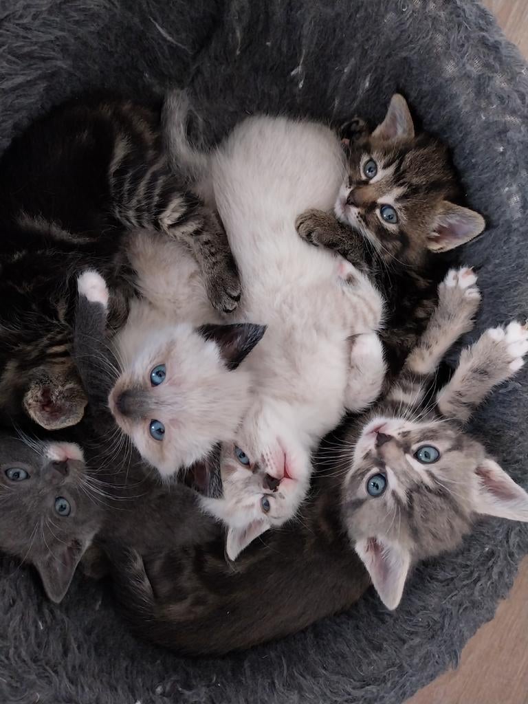 Siamees kitten, Meerdere dieren, Ontwormd