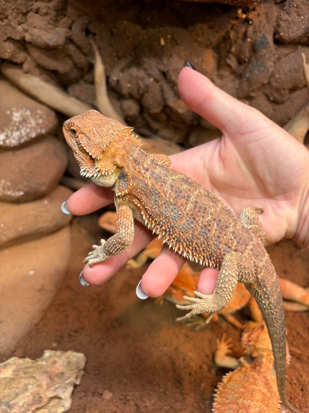 Baardagamen - Pogona Vitticeps Bearded Dragon photo 3