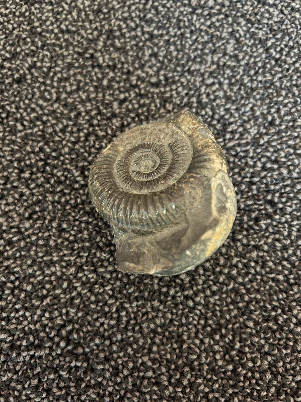 Ammoniet fossiel - 6,5 cm, Ophalen, Fossiel