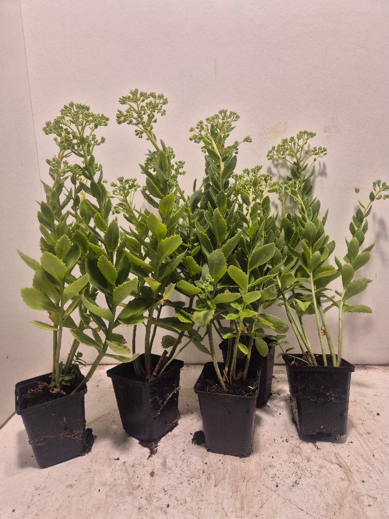 Sedum 'Herbstfreude', Tuin en Terras, Planten | Tuinplanten, Volle zon, Vaste plant, Herfst, Ophalen