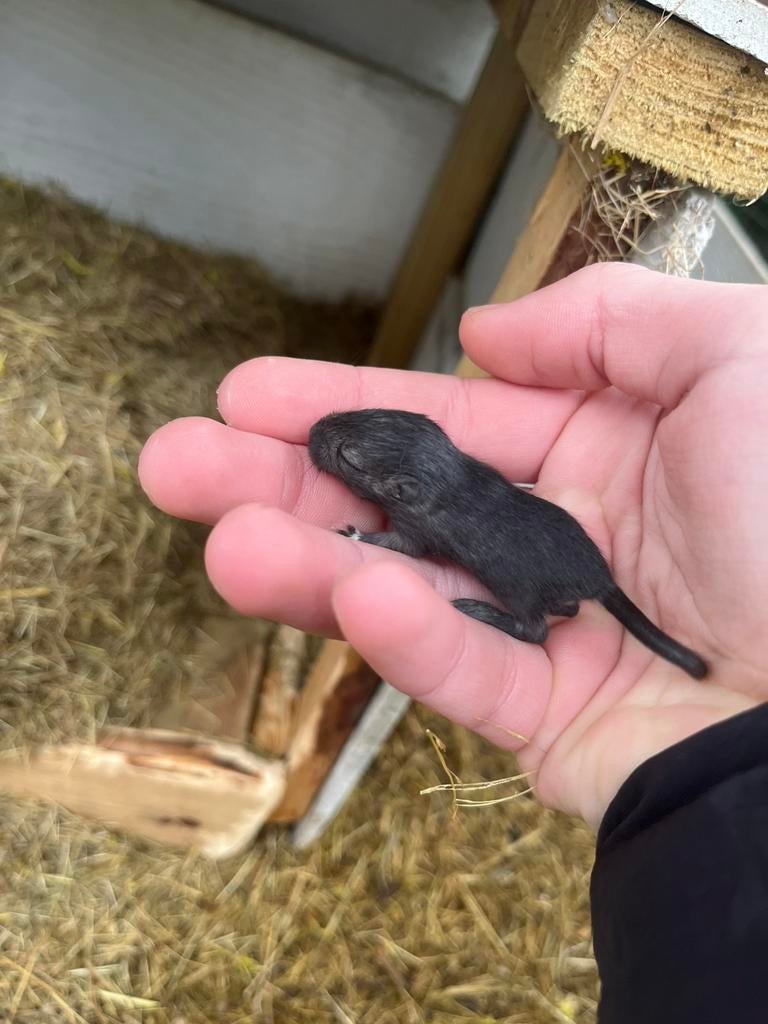 Jonge gerbils, Dieren en Toebehoren, Knaagdieren, Meerdere dieren, Overige typen, Februari, Tam